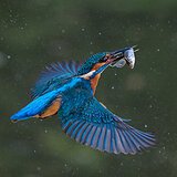 Kingfishers